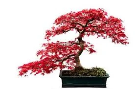 Bonsai
