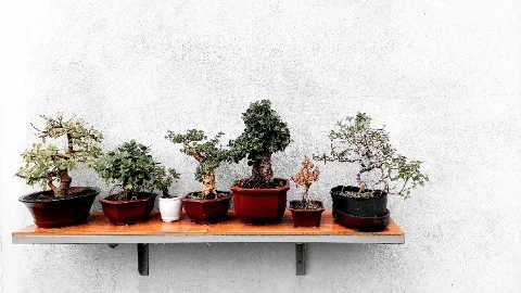 Bonsai Collection